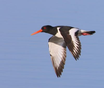 Scholekster - Eurasian Oystercatcher