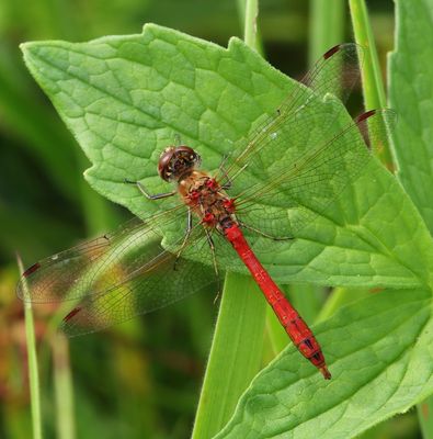 Steenrode Heidelibel - Moustached Darter