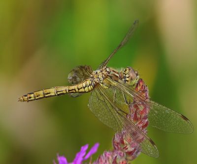 Steenrode Heidelibel - Moustached Darter