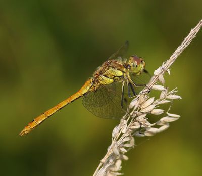 Steenrode Heidelibel - Moustached Darter