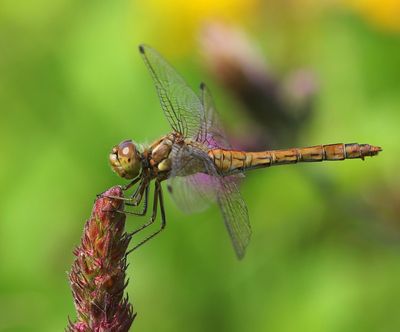 Steenrode Heidelibel - Moustached Darter