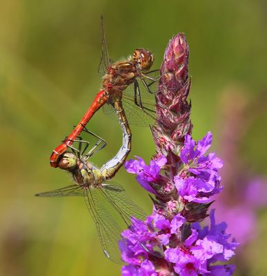 Steenrode Heidelibel - Moustached Darter