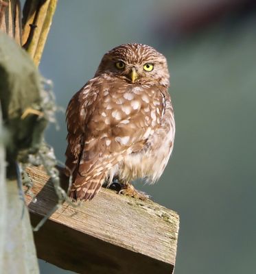 Steenuil - Little Owl