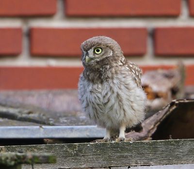 Steenuil - Little Owl