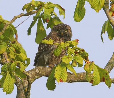 Steenuil - Little Owl