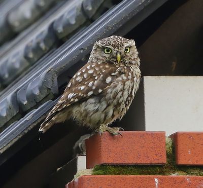 Steenuil - Little Owl