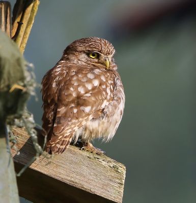 Steenuil - Little Owl