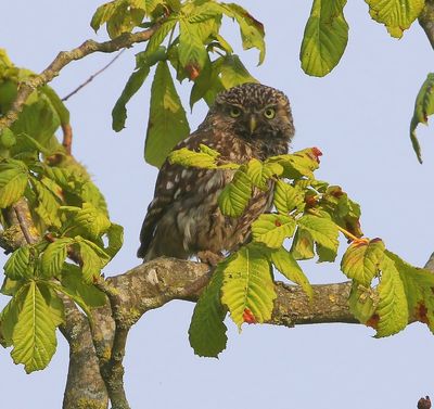 Steenuil - Little Owl