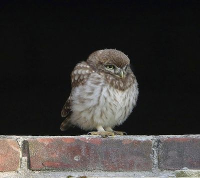 Steenuil - Little Owl