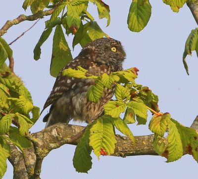 Steenuil - Little Owl