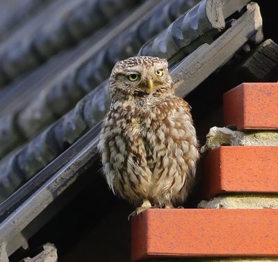 Steenuil - Little Owl