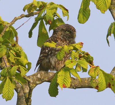 Steenuil - Little Owl