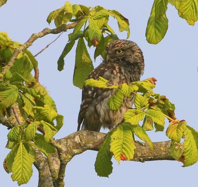 Steenuil - Little Owl