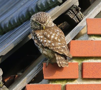 Steenuil - Little Owl