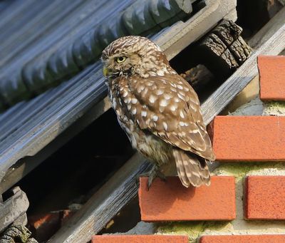 Steenuil - Little Owl