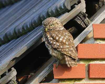 Steenuil - Little Owl