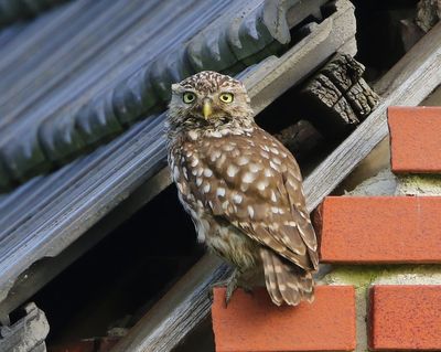 Steenuil - Little Owl