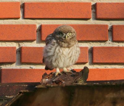 Steenuil - Little Owl