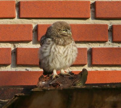 Steenuil - Little Owl