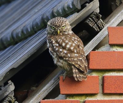 Steenuil - Little Owl