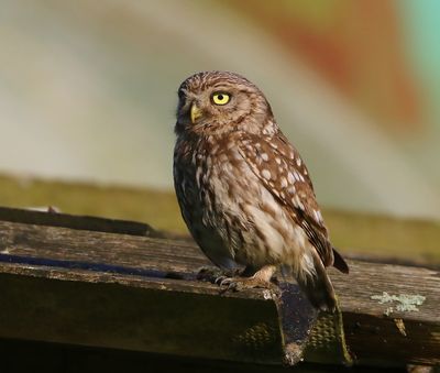 Steenuil - Little Owl