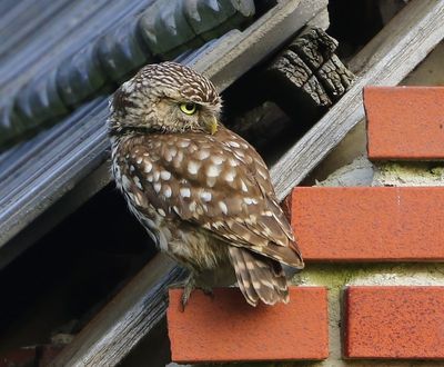 Steenuil - Little Owl