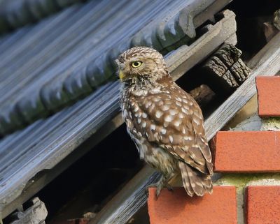 Steenuil - Little Owl