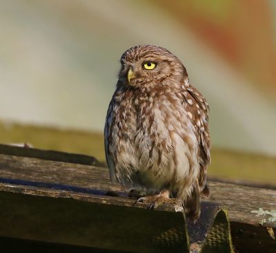 Steenuil - Little Owl