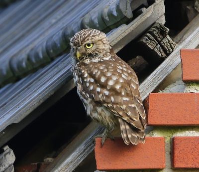 Steenuil - Little Owl