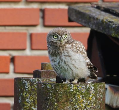 Steenuil - Little Owl