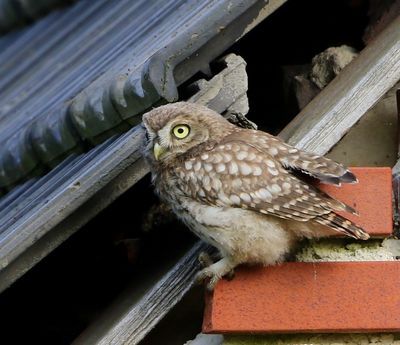 Steenuil - Little Owl