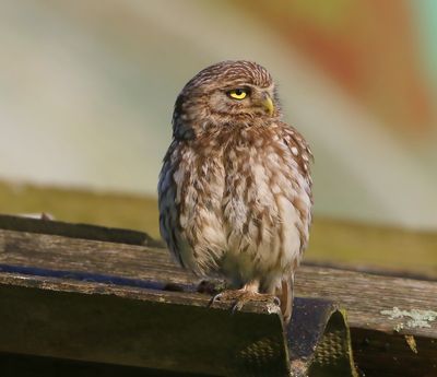 Steenuil - Little Owl