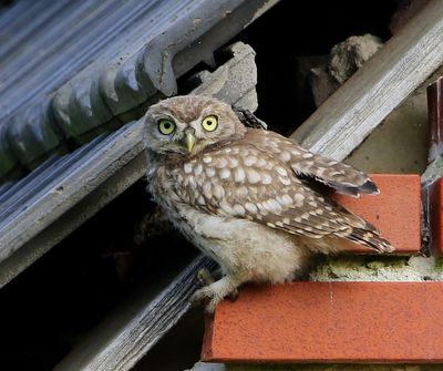 Steenuil - Little Owl