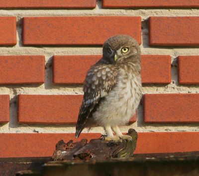 Steenuil - Little Owl