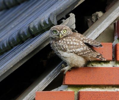 Steenuil - Little Owl
