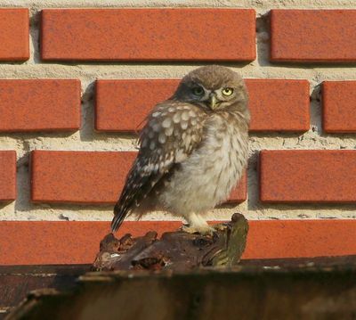 Steenuil - Little Owl