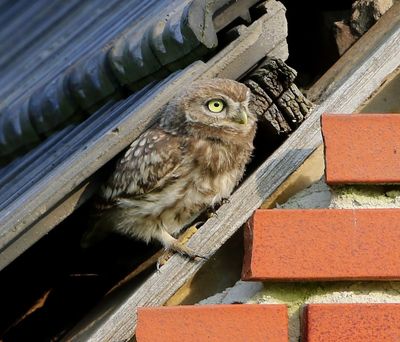 Steenuil - Little Owl