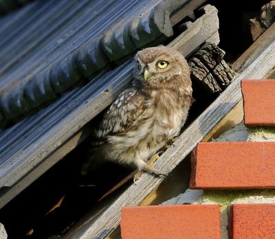 Steenuil - Little Owl