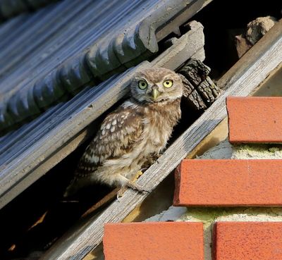 Steenuil - Little Owl