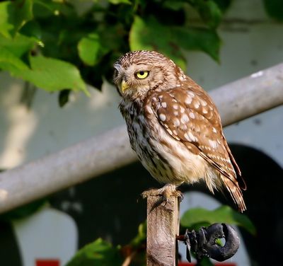 Steenuil - Little Owl