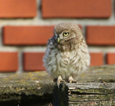 Steenuil - Little Owl
