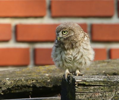 Steenuil - Little Owl