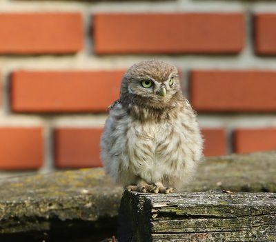 Steenuil - Little Owl