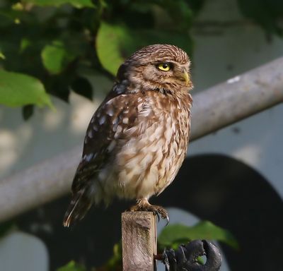 Steenuil - Little Owl