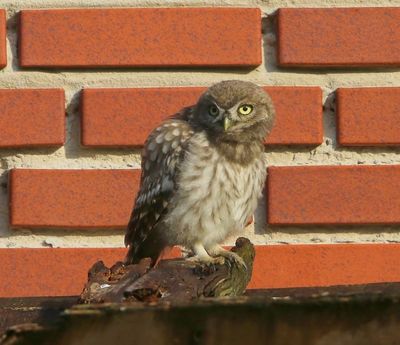 Steenuil - Little Owl