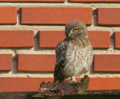 Steenuil - Little Owl
