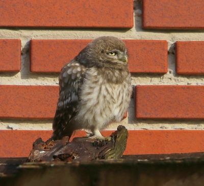 Steenuil - Little Owl