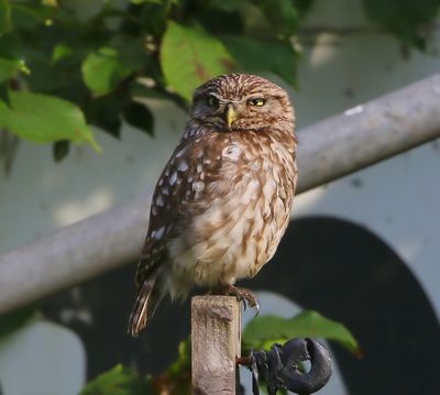 Steenuil - Little Owl