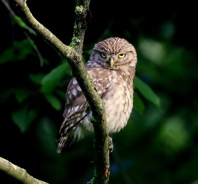 Steenuil - Little Owl