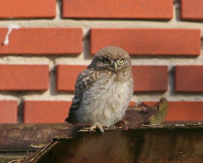 Steenuil - Little Owl